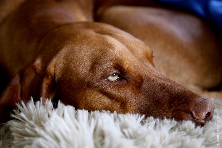 Dogs