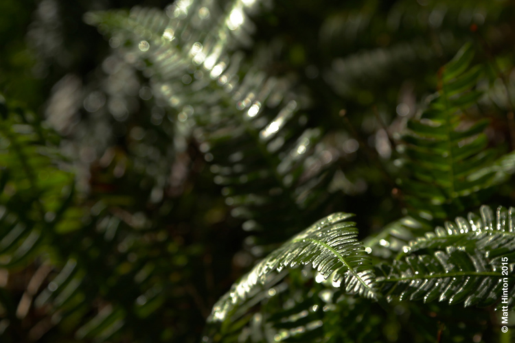Nature