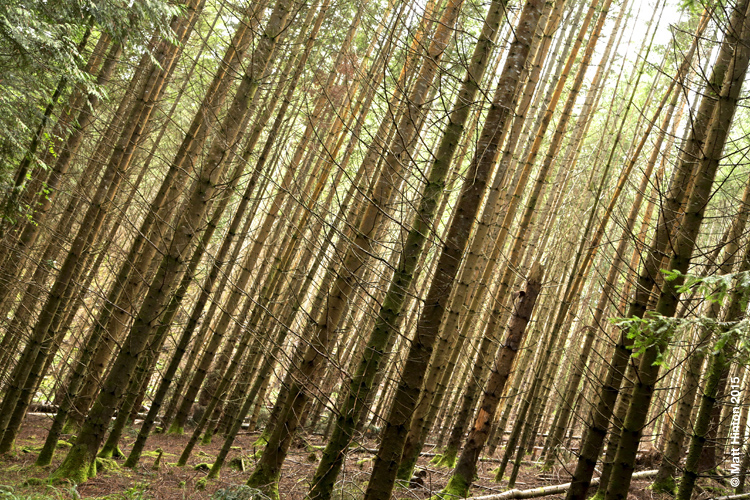 Nature